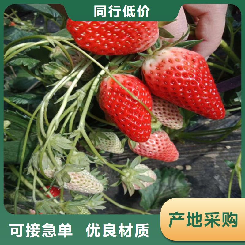 草莓苗 果树苗批发基地质量看得见