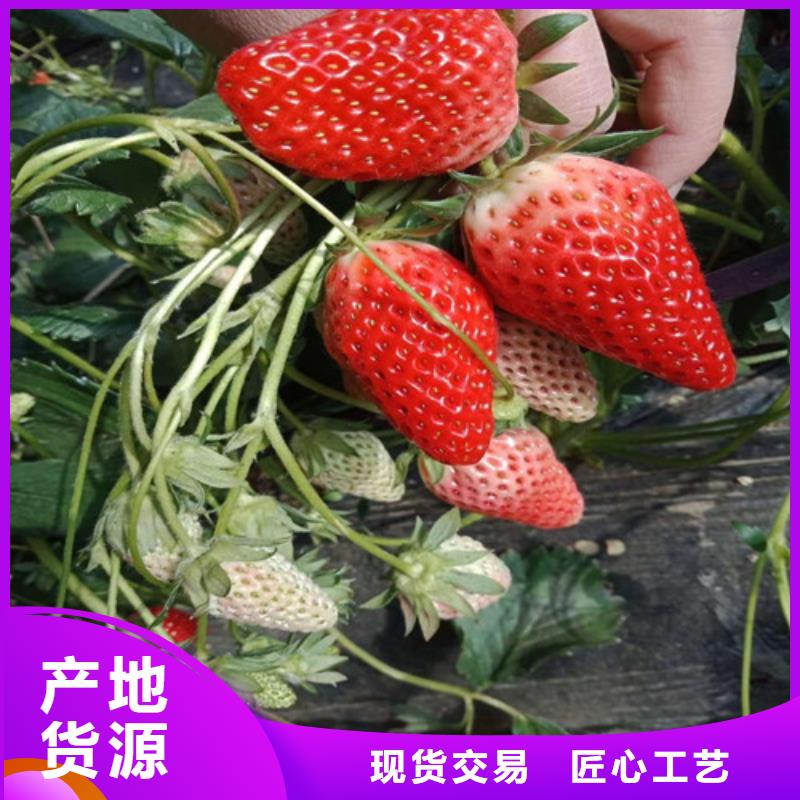 定制隋珠草莓苗厂家