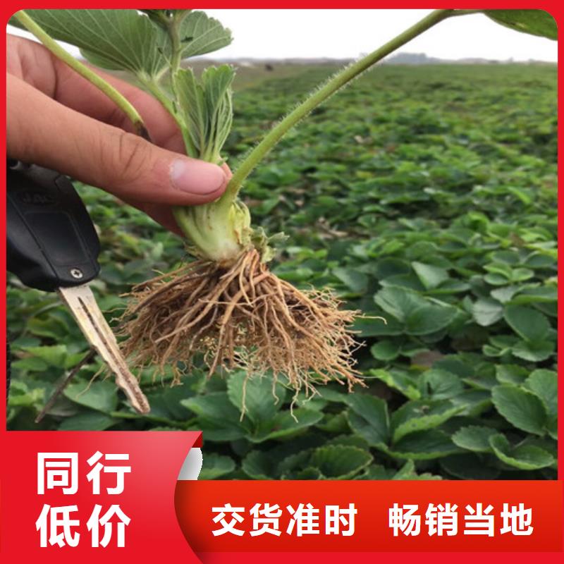 巧克力草莓苗2025已更新(今日/动态)