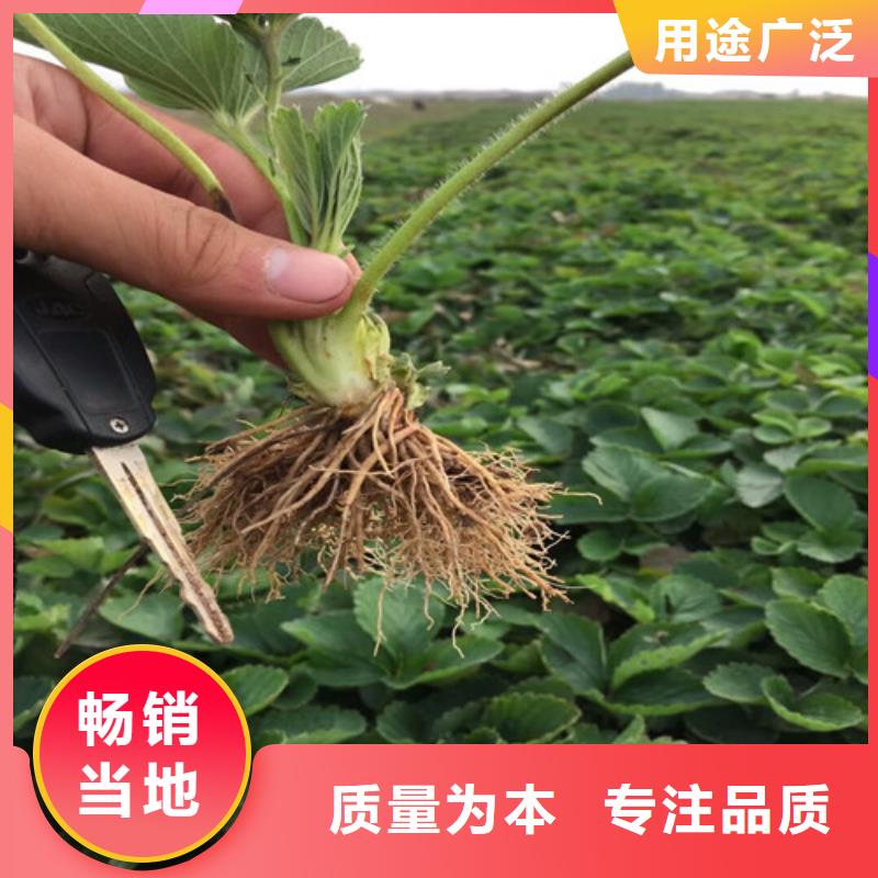 【草莓苗梨树苗基地优质原料】