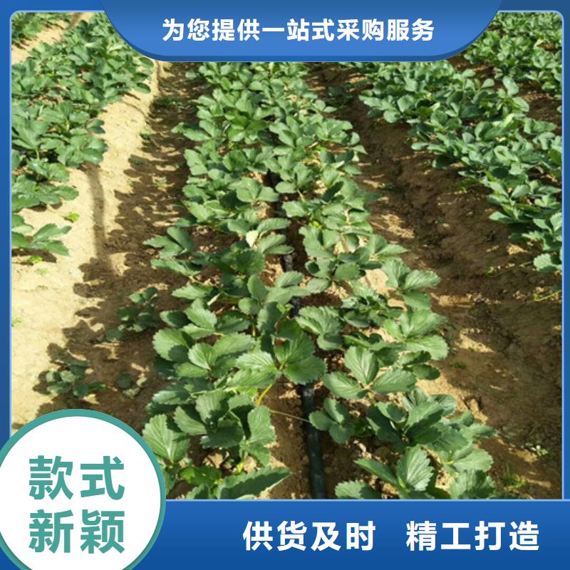 艳丽草莓苗育苗厂家