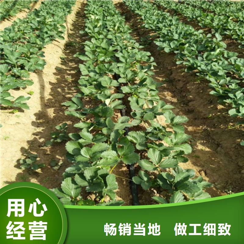 巧克力草莓苗2025已更新(今日/动态)