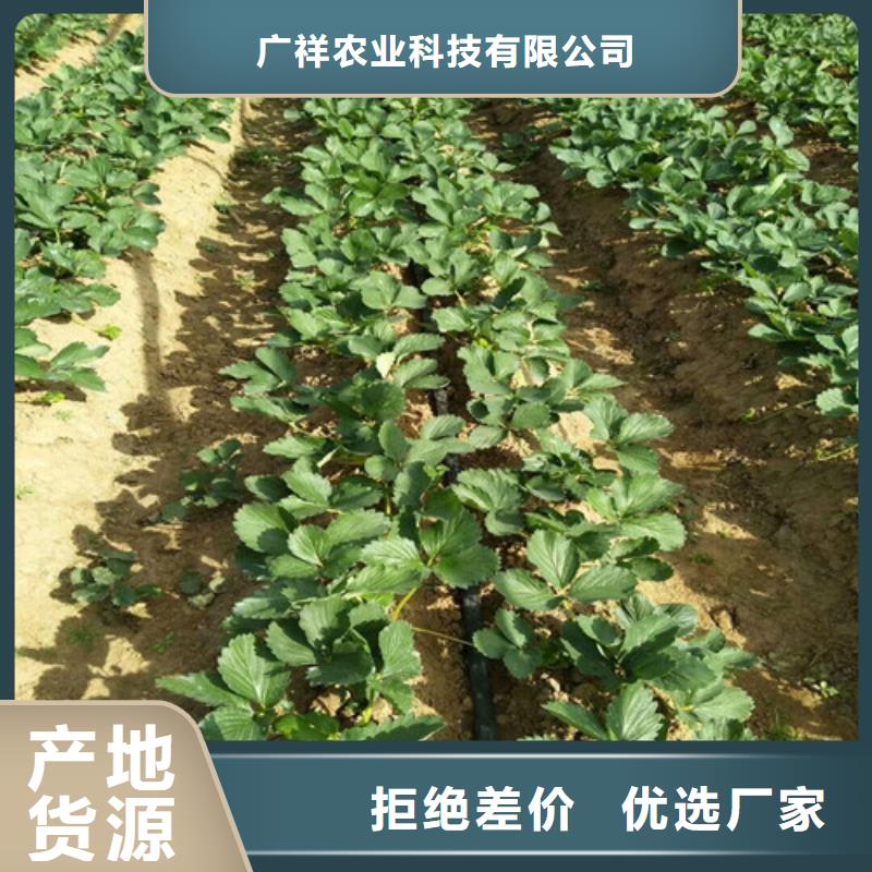 供应隋珠草莓苗，隋珠草莓苗哪里纯正