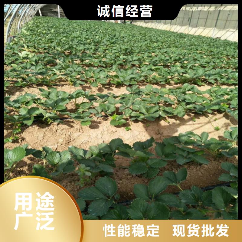 巧克力草莓苗种植品种选择