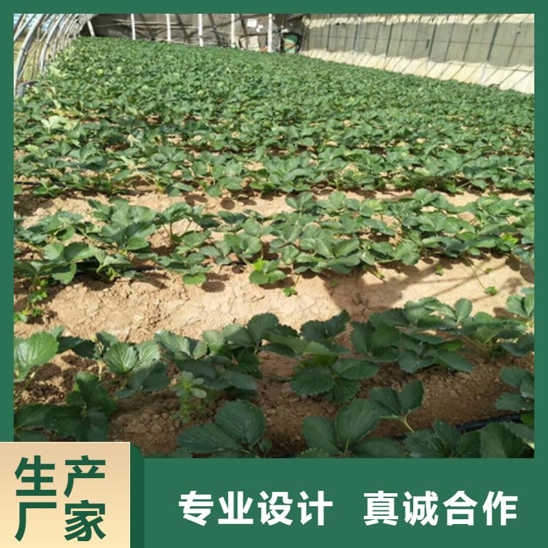 章姬草莓苗批发价格