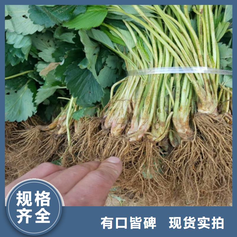 香蕉品种草莓苗基地批发