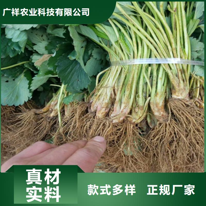 草莓苗-草莓苗价格应用领域