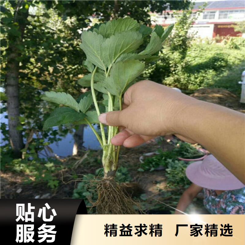 章姬草莓苗批发价格