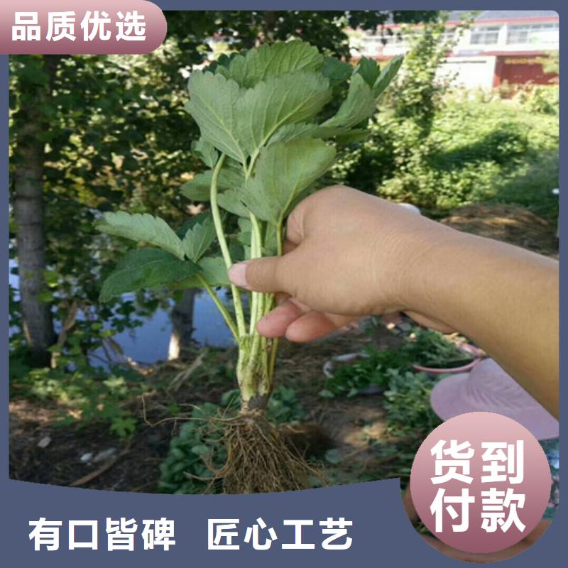 草莓苗黄桃树苗产品实拍