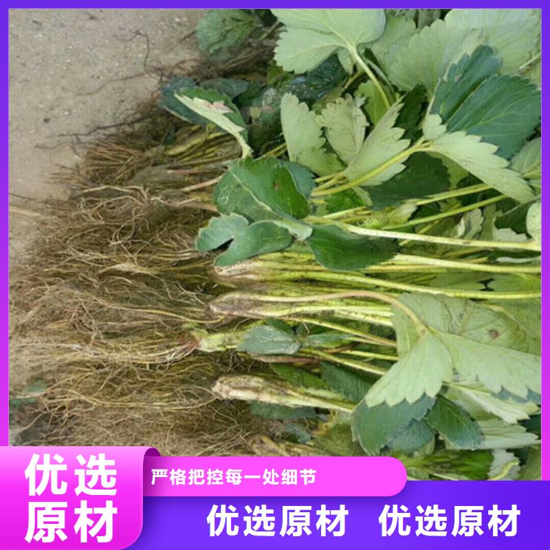 白草莓苗实力工厂