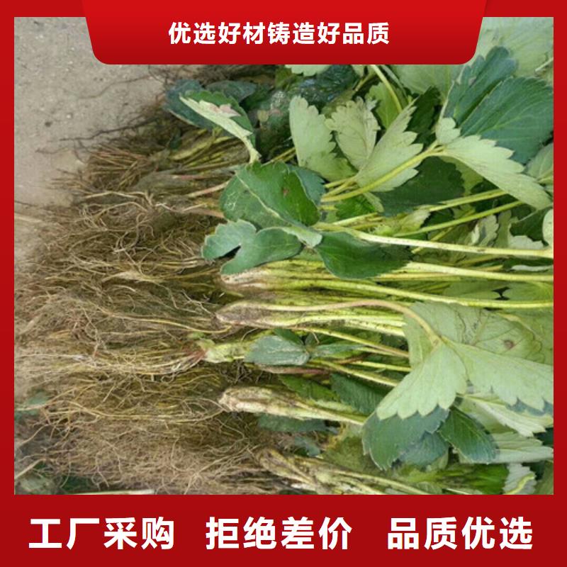 法兰地草莓苗质优价廉