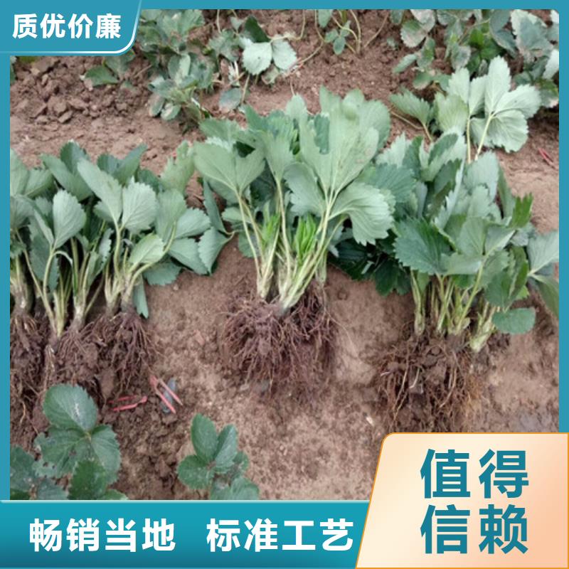 草莓苗 果树苗批发基地质量看得见