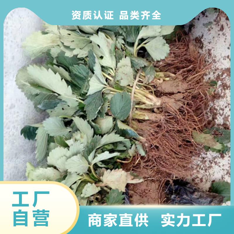 内乡香野草莓苗品质优