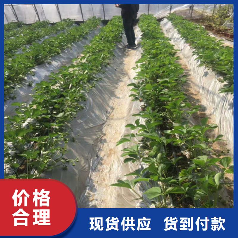 白果草莓苗、白果草莓苗生产厂家-值得信赖