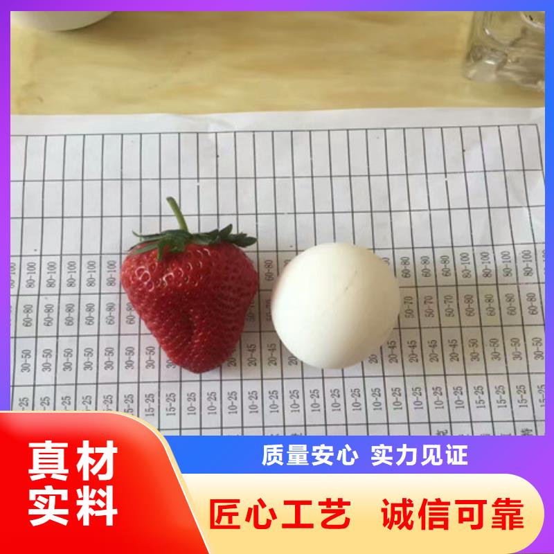 白草莓苗种植品种选择