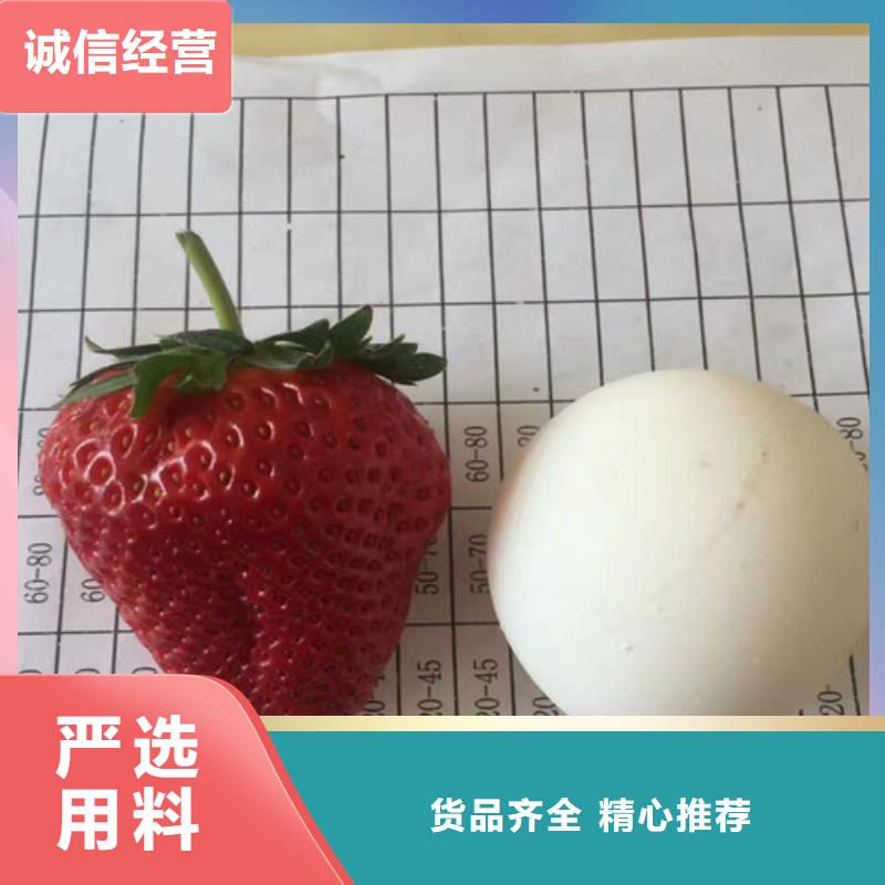 甜宝草莓苗厂家找广祥农业科技有限公司