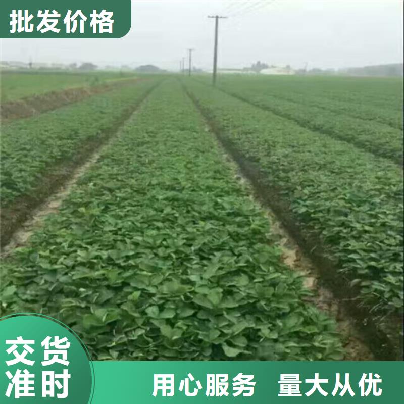 艳丽草莓苗育苗厂家