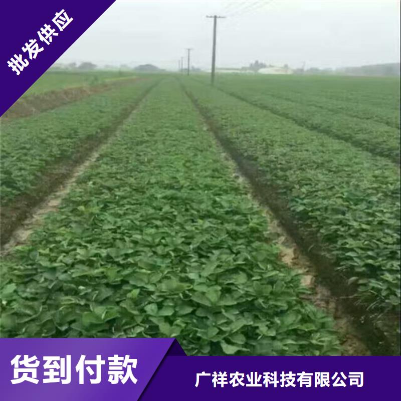 莎尔图草莓苗品种便宜价格
