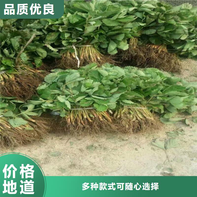 草莓种苗厂家-全国接单