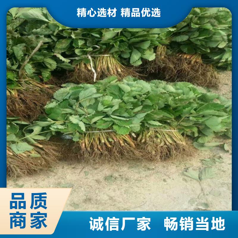 订购圣诞红草莓苗怎么选？