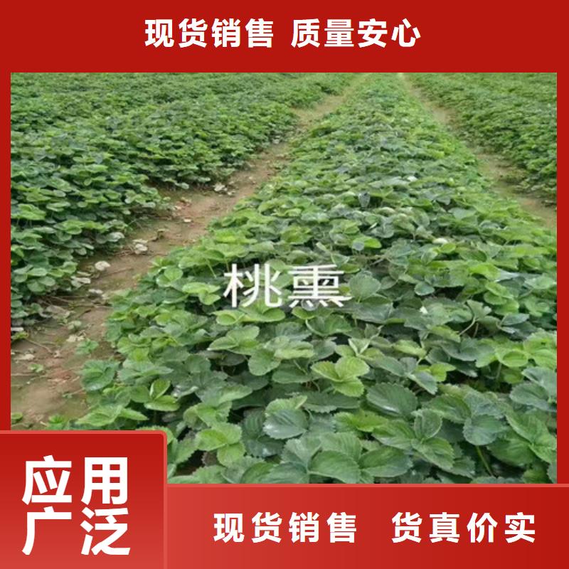 【草莓苗】,草莓苗价格优选厂商