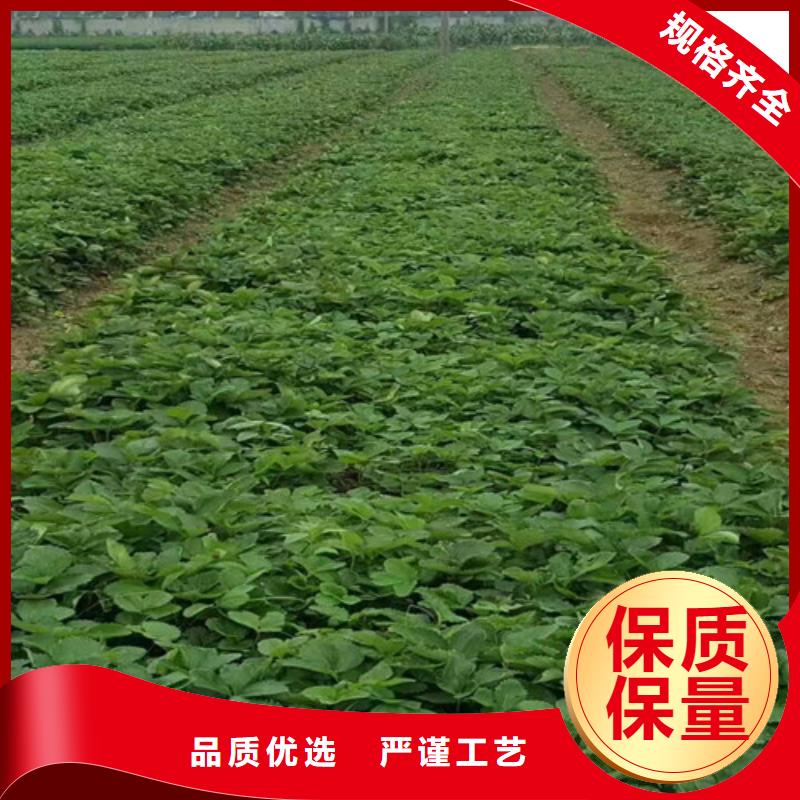 红颊草莓苗实体大厂可放心采购