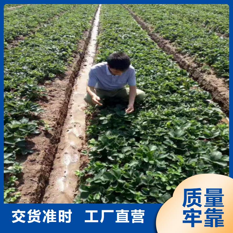 甜查理草莓苗