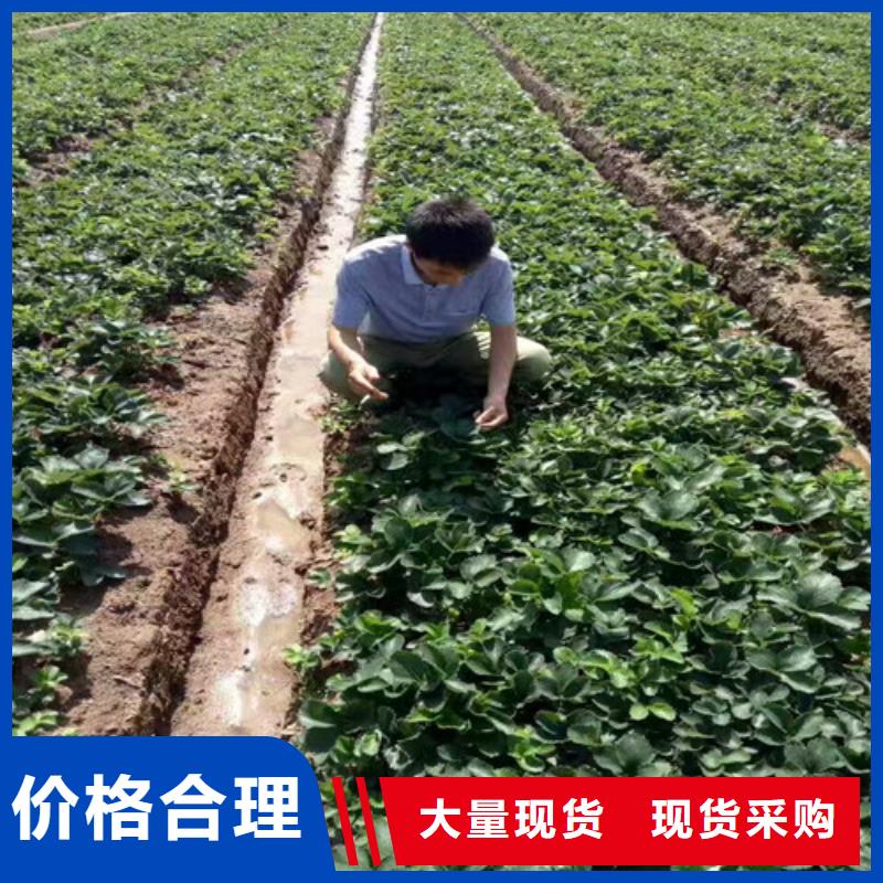 草莓苗【果树苗】选择我们没错
