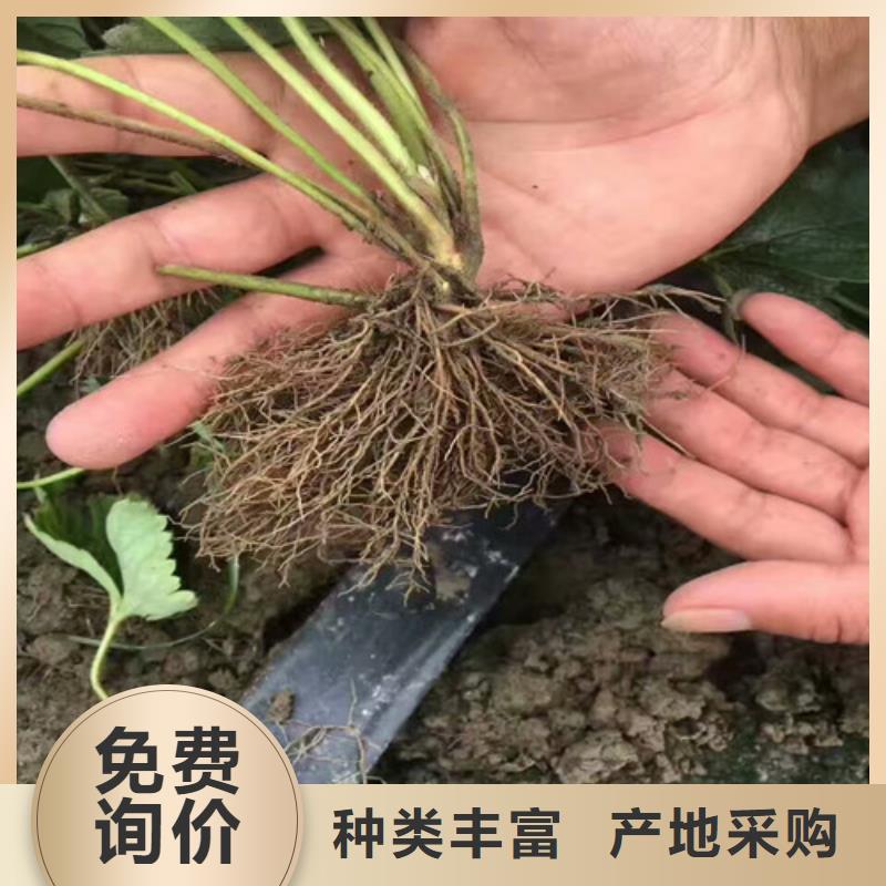 【草莓苗】-苹果苗畅销本地