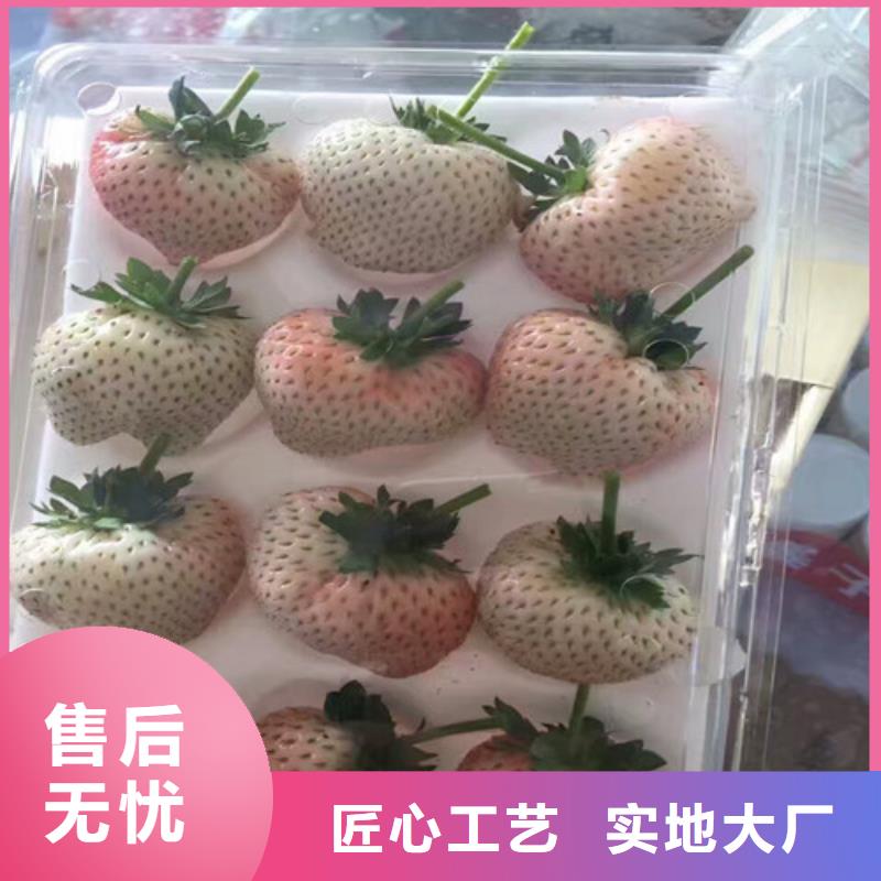 哪里出售白雪公主草莓苗，白雪公主草莓苗种植条件