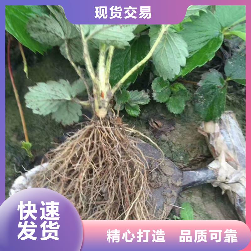 草莓苗果树苗批发基地保质保量