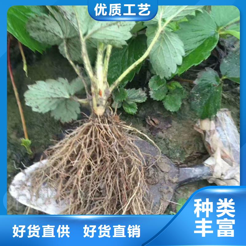 草莓苗【草莓苗价格】N年专注