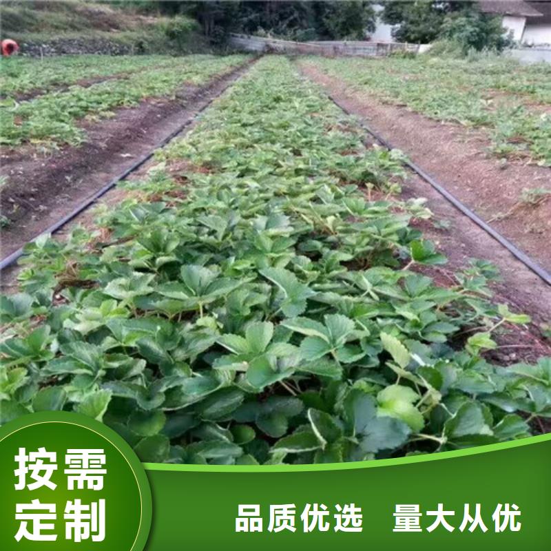 定制隋珠草莓苗厂家