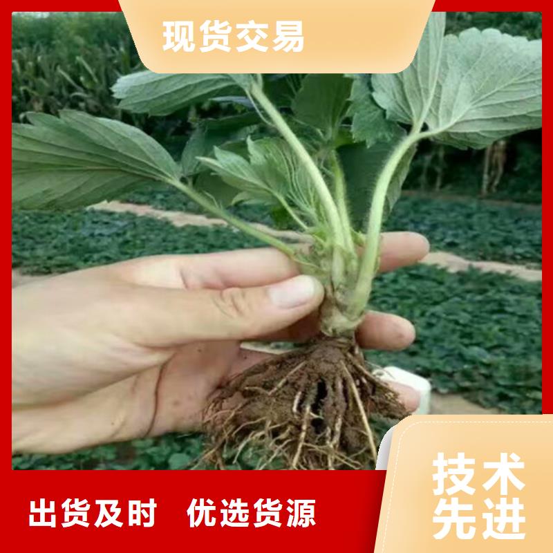 草莓苗蜂糖李子树苗价格合理