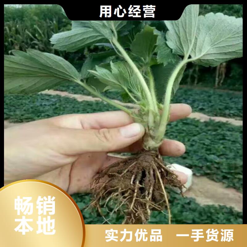 【草莓苗梨树苗基地优质原料】