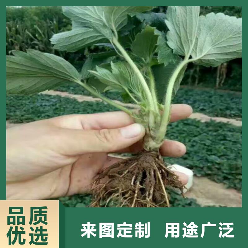 章姬草莓苗2025已更新(今日/动态)