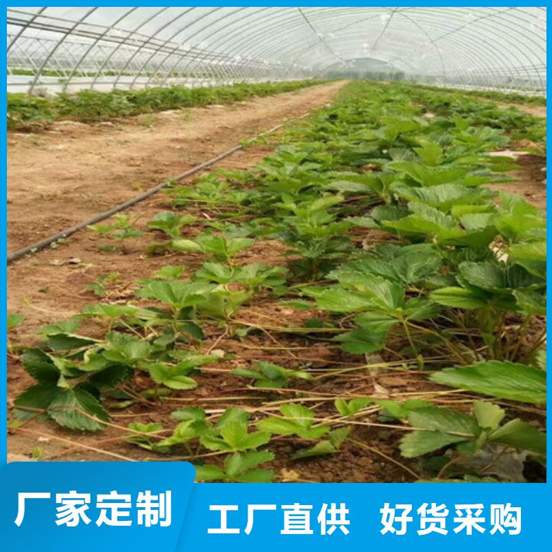 妙香7号草莓苗厂家制造生产