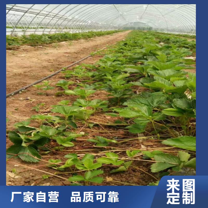 草莓苗品种质量有保证