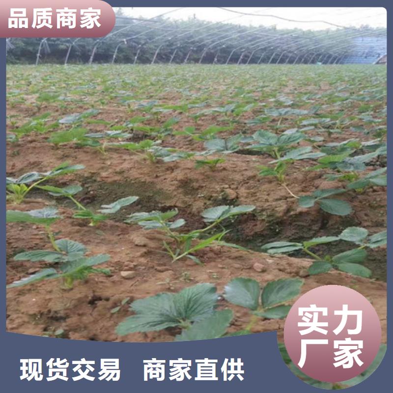 泸水二代草莓苗栽植密度