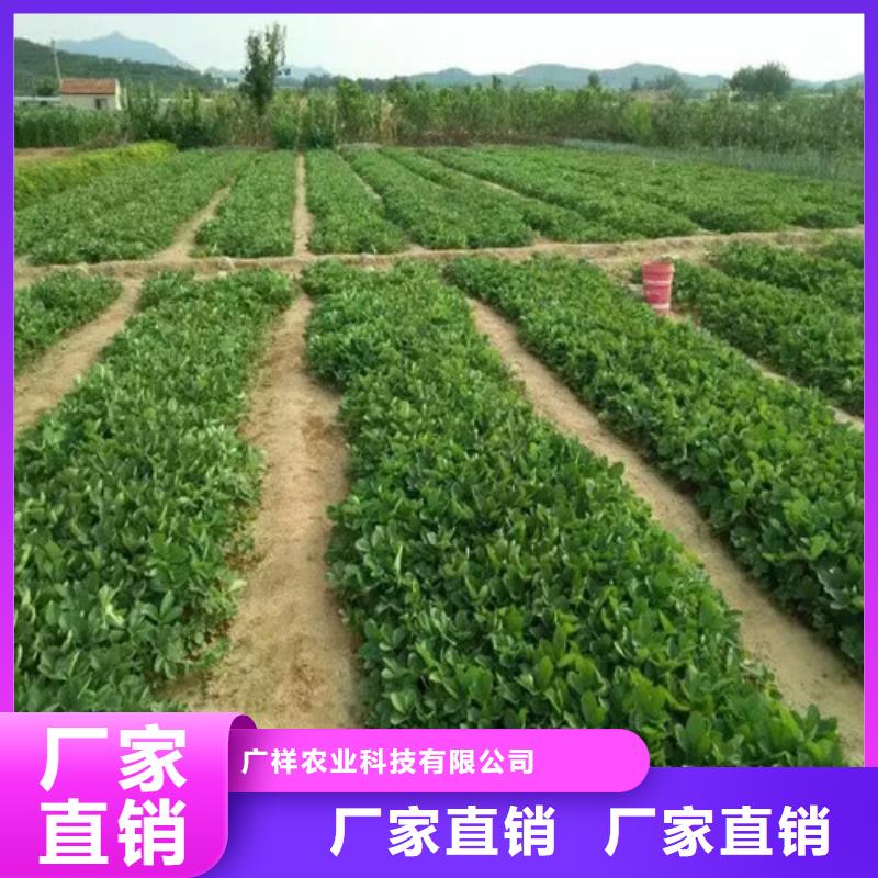 草莓苗红颜草莓量大更优惠