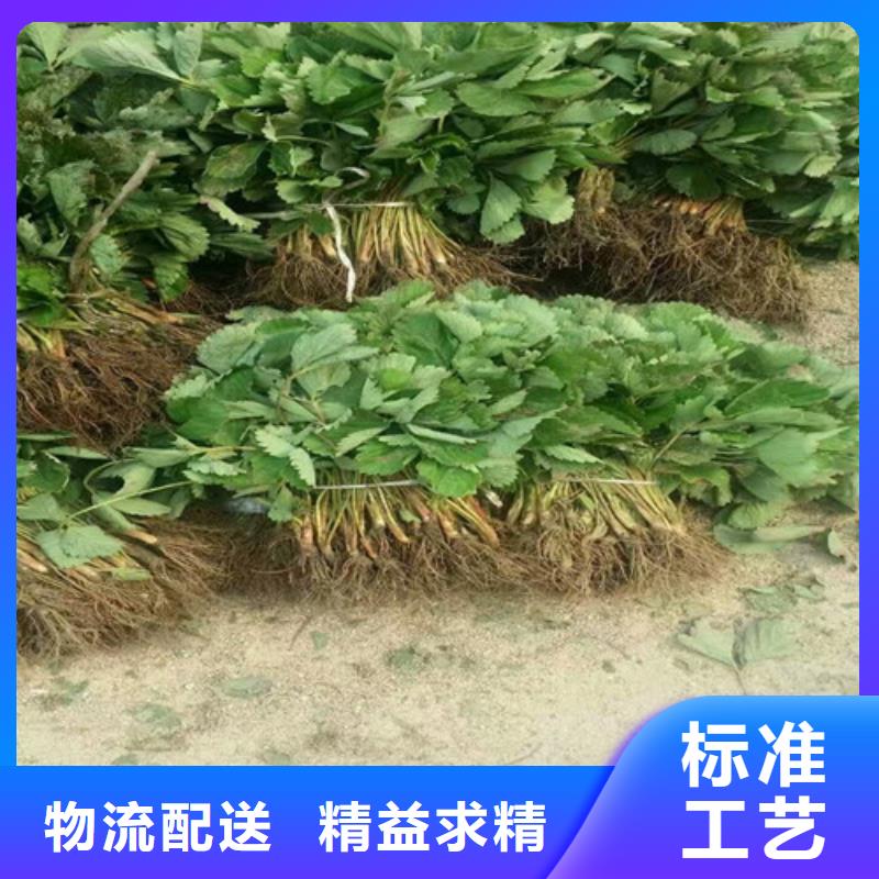 白果草莓苗、白果草莓苗生产厂家-值得信赖
