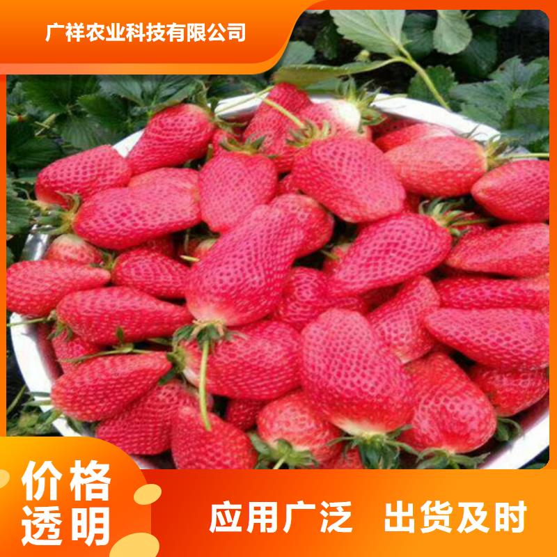 白雪公主草莓苗参数图文介绍