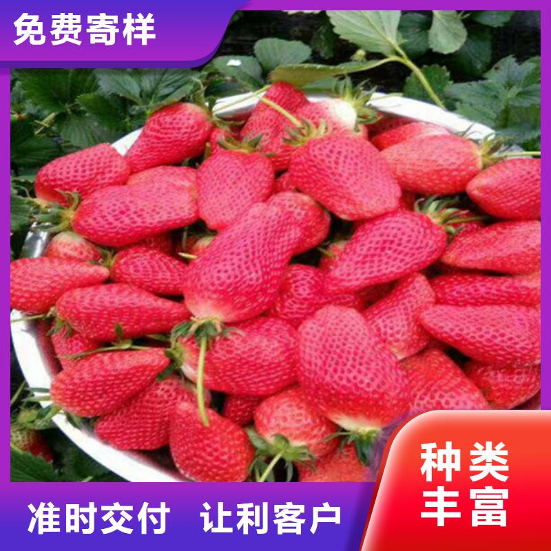 草莓苗梨树苗高质量高信誉