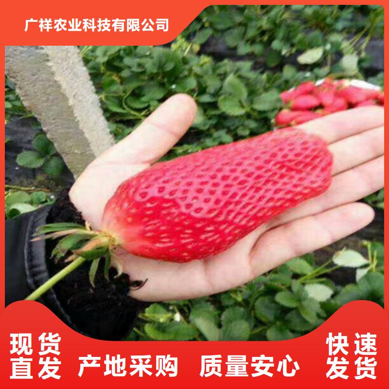 基地批发巧克力草莓苗，巧克力草莓苗育苗厂家