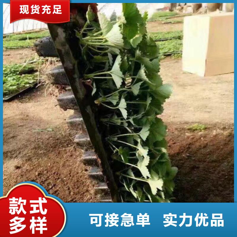 临高县红99草莓苗2025已更新(今日/)