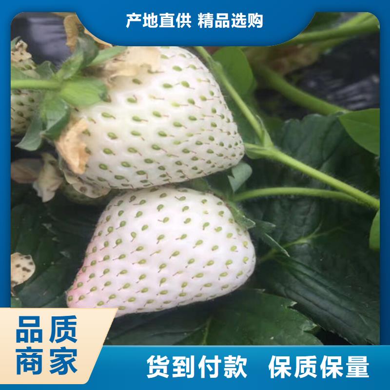 草莓苗【果树苗】选择我们没错