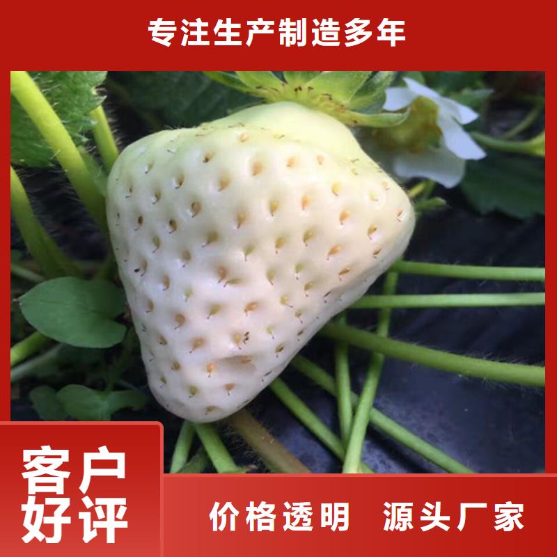 草莓苗红颜草莓量大更优惠