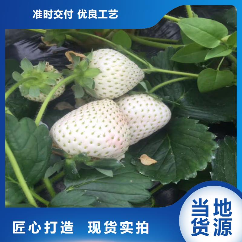 【草莓苗黄桃树苗颜色尺寸款式定制】