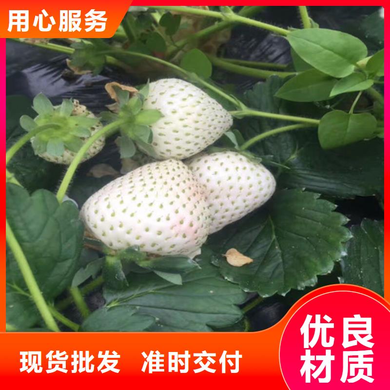 出售隋珠草莓苗，隋珠草莓苗2025更新中(今日/商情)