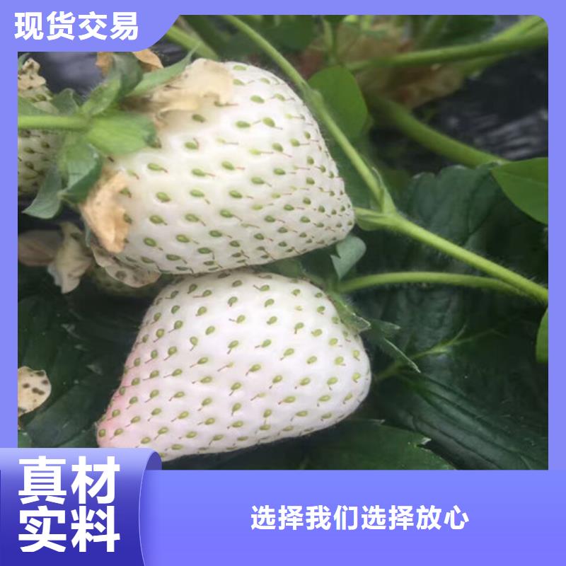 草莓苗品种质量有保证